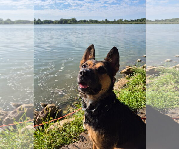 Medium Photo #2 American Pit Bull Terrier-German Shepherd Dog Mix Puppy For Sale in Techny, IL, USA