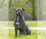 Small #1 American Staffordshire Terrier