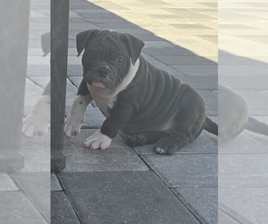 American Bully Puppy for sale in NORTH PORT, FL, USA