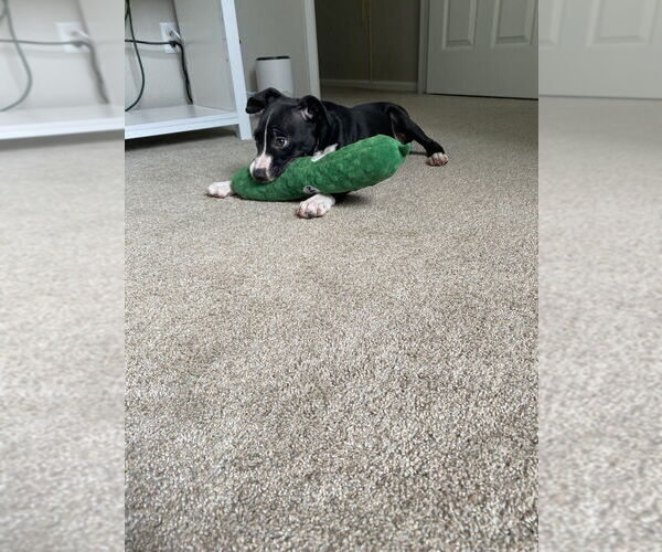 Medium Photo #7 American Staffordshire Terrier-Unknown Mix Puppy For Sale in Lakewood, CO, USA