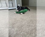 Small #6 American Staffordshire Terrier Mix
