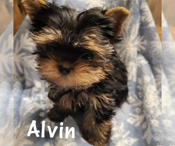 Medium Photo #1 Yorkshire Terrier Puppy For Sale in ALVORD, IA, USA