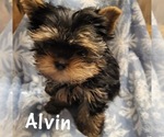 Small Photo #1 Yorkshire Terrier Puppy For Sale in ALVORD, IA, USA