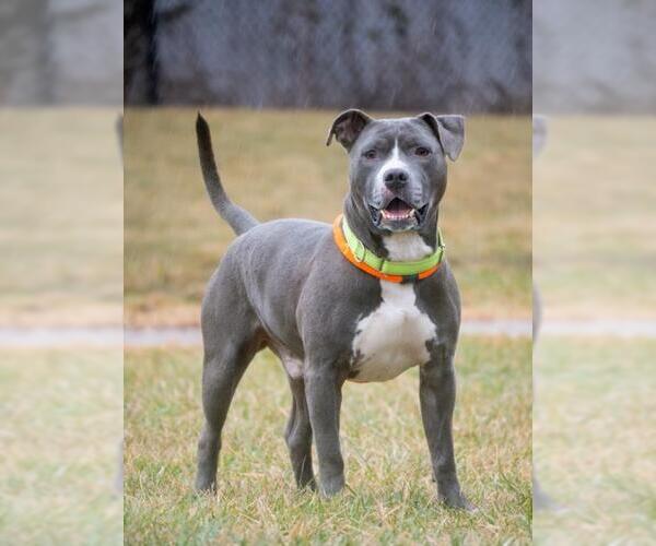 Medium Photo #1 American Pit Bull Terrier Puppy For Sale in Derwood, MD, USA