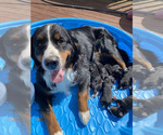 Small Photo #1 Bernese Mountain Dog Puppy For Sale in BROWNSTOWN, IN, USA