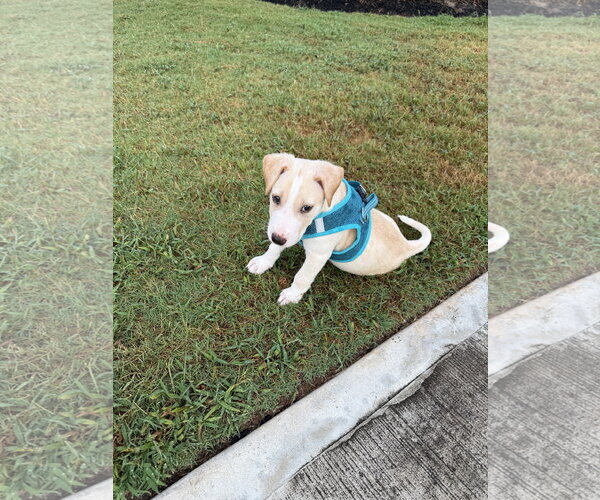 Medium Photo #2 Labrador Retriever-Unknown Mix Puppy For Sale in The Woodlands, TX, USA