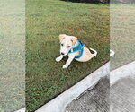 Small #1 Labrador Retriever Mix