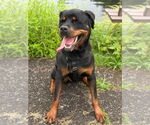 Small #3 Rottweiler