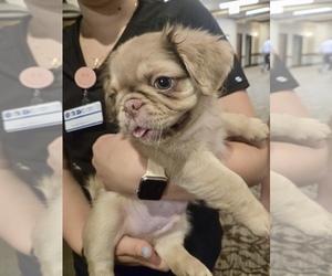 Pug Puppy for sale in NEENAH, WI, USA