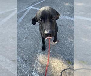 Labrador Retriever-Unknown Mix Dogs for adoption in Houston, TX, USA