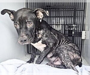 Mutt Dogs for adoption in Houston, TX, USA