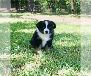 Miniature Australian Shepherd Puppy for sale in E LAURINBURG, NC, USA