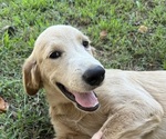 Small #7 Flat Coated Retriever-Golden Retriever Mix