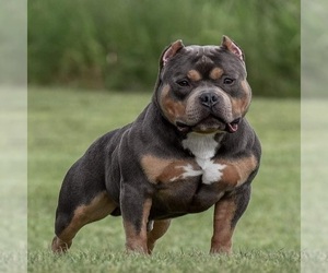 Father of the American Bully puppies born on 09/25/2021