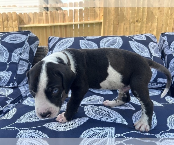 Medium Photo #39 Great Dane Puppy For Sale in WILLIS, TX, USA