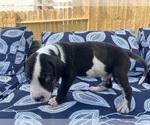 Small Photo #39 Great Dane Puppy For Sale in WILLIS, TX, USA