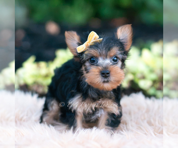 Medium Photo #3 Yorkshire Terrier Puppy For Sale in WARSAW, IN, USA