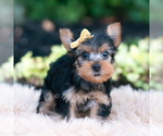 Small Photo #84 Yorkshire Terrier Puppy For Sale in WARSAW, IN, USA