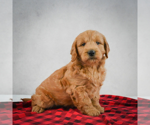 Goldendoodle Puppy for sale in ITASCA, TX, USA