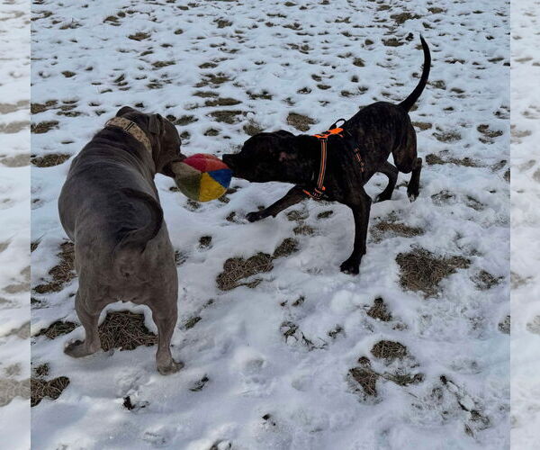 Medium Photo #13 American Pit Bull Terrier-Unknown Mix Puppy For Sale in Germantown, OH, USA