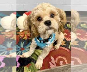 Lhasa Apso Dogs for adoption in Lee's Summit, MO, USA