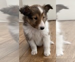 Small #2 Shetland Sheepdog