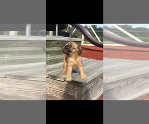 Brussels Griffon Puppy for sale in NILES, MI, USA