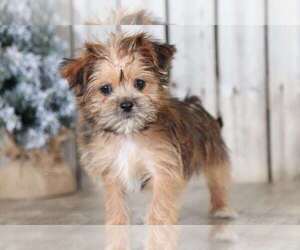 Yorkshire Terrier Puppy for sale in MOUNT VERNON, OH, USA