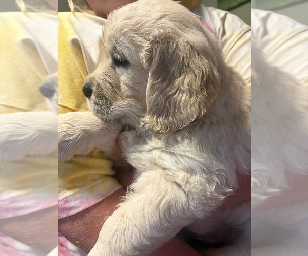 Medium Photo #1 English Cream Golden Retriever Puppy For Sale in GENOA CITY, WI, USA