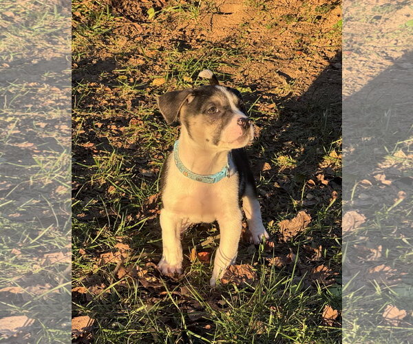Medium Photo #14 American Staffordshire Terrier-Siberian Husky Mix Puppy For Sale in Holly Springs, NC, USA