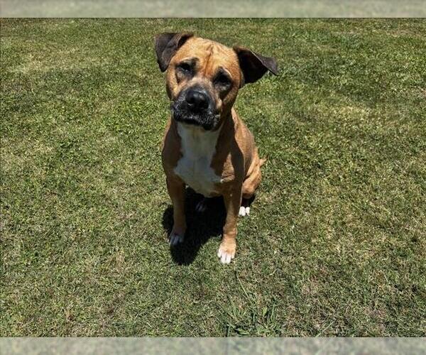 Medium Photo #1 Mutt Puppy For Sale in Grovetown, GA, USA
