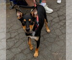 Small #4 Mutt