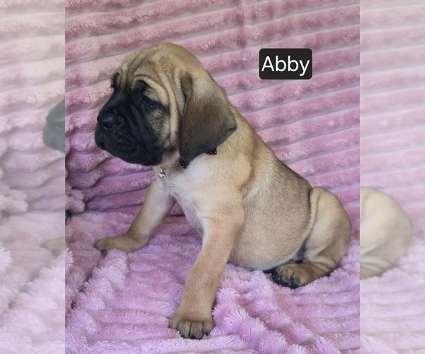 Medium Photo #4 Cane Corso Puppy For Sale in MINERAL WELLS, WV, USA