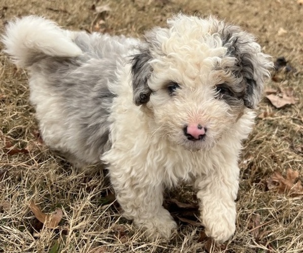 Medium Photo #3 Bernedoodle (Miniature) Puppy For Sale in SALUDA, SC, USA