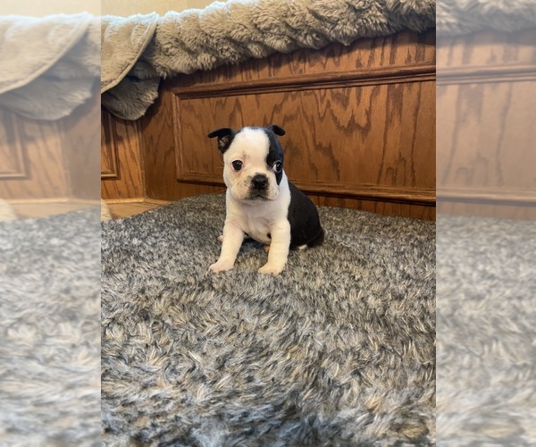 Medium Photo #1 Boston Terrier Puppy For Sale in FREDONIA, KS, USA