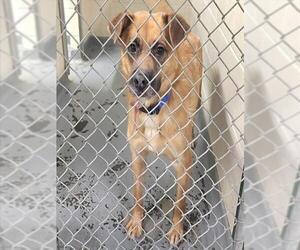 Labrador Retriever-Unknown Mix Dogs for adoption in Anchorage, AK, USA