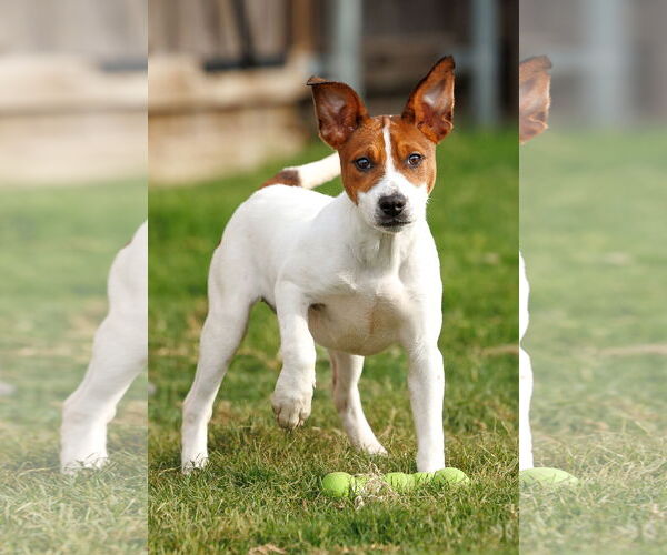 Medium Photo #22 Basenji-Rat Terrier Mix Puppy For Sale in McKinney, TX, USA