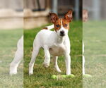 Small #21 Basenji-Rat Terrier Mix