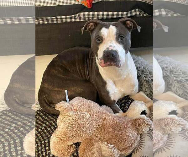 Medium Photo #7 American Pit Bull Terrier-Unknown Mix Puppy For Sale in Germantown, OH, USA