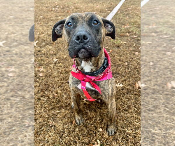 Medium Photo #2 American Staffordshire Terrier Puppy For Sale in Lawrenceville, NJ, USA