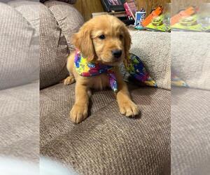 Golden Retriever Puppy for sale in WACO, TX, USA