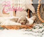 Puppy Celeste Weimaraner