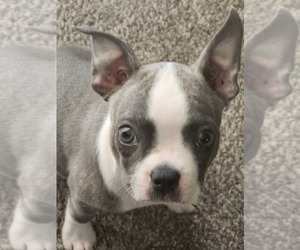 Boston Terrier Puppy for sale in MILWAUKEE, WI, USA