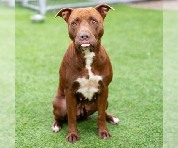 Medium Photo #1 Mutt Puppy For Sale in Camarillo, CA, USA