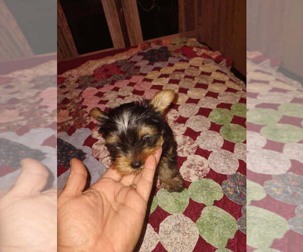 Medium Photo #1 Yorkshire Terrier Puppy For Sale in LE ROY, KS, USA