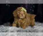 Small #6 Poodle (Toy)