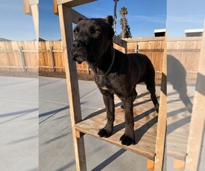 Cane Corso Dog for Adoption in HEMET, California USA