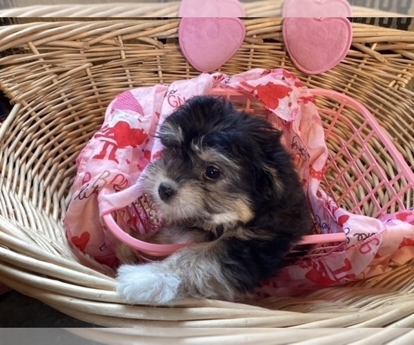 Medium Photo #7 Havanese Puppy For Sale in HARRISONBURG, VA, USA