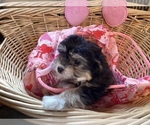 Small Photo #7 Havanese Puppy For Sale in HARRISONBURG, VA, USA