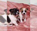 Small Photo #28 Chihuahua Puppy For Sale in MOUNT AIRY, NC, USA